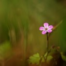 fragile nature
